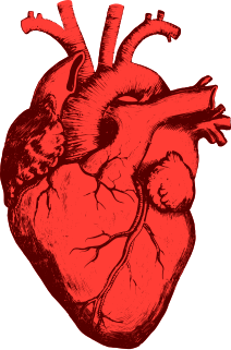 human heart